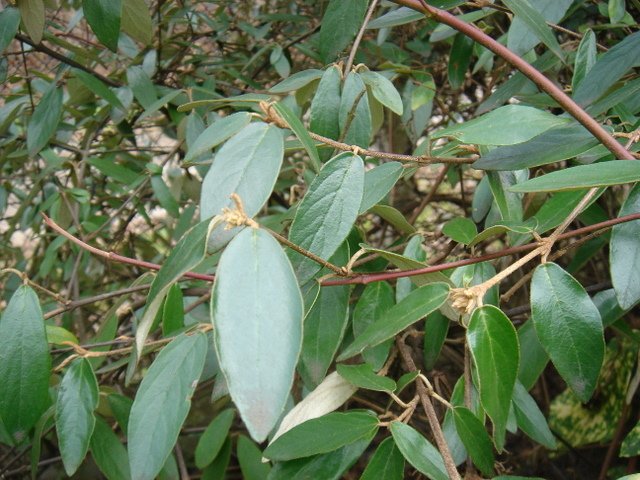 Viburnum utile (2)